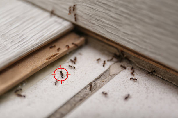 Pest Control for Restaurants in Pasadena Hills, FL