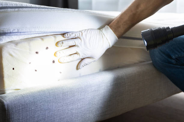 Best Ant Control Services  in Pasadena Hills, FL