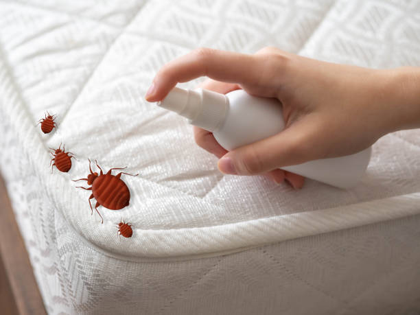 Best Spider Control Near Me  in Pasadena Hills, FL